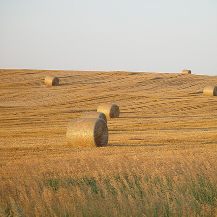 Farm field